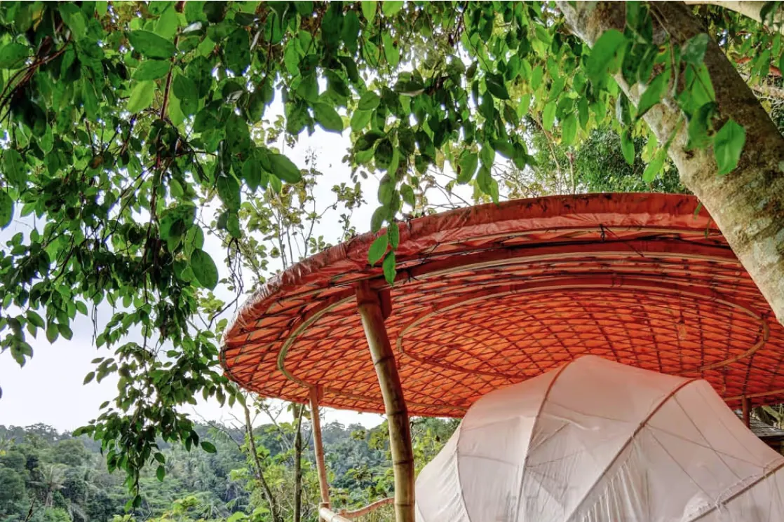 A Mahogany Tent in the canopy