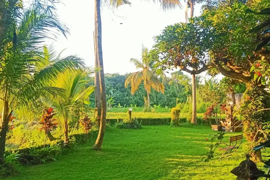 The garden and its coconut palms, at the edge of the rice fields